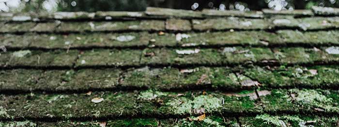 Cleaning Moss & Algae off your roof