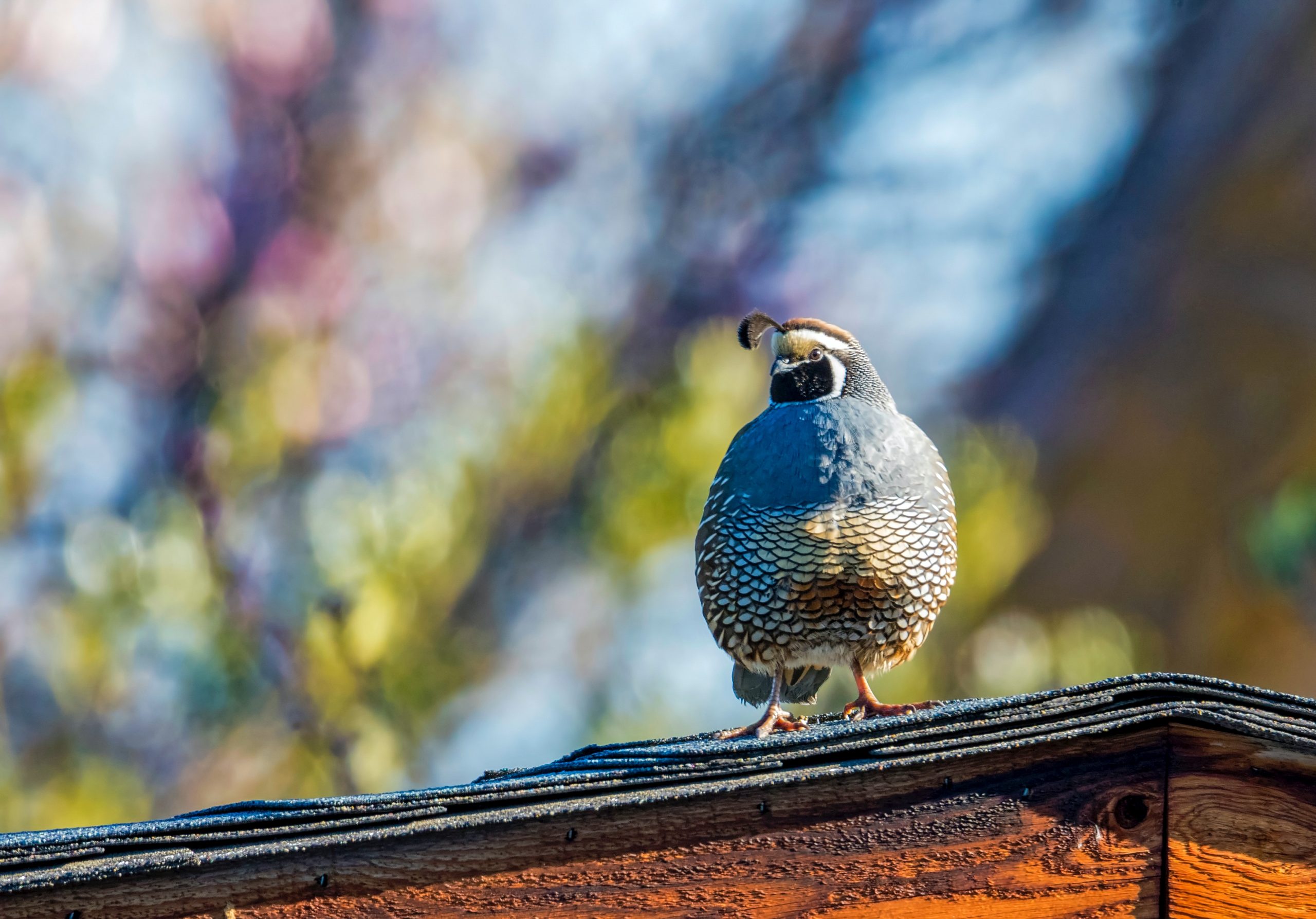 How to Repair and Prevent Roof Damage from Animals